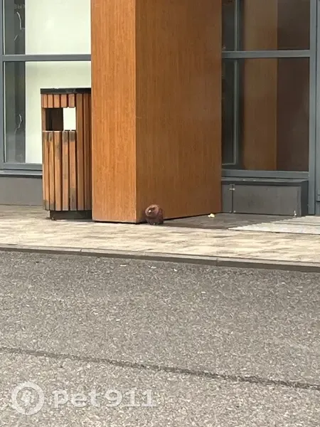 Голубь найден у Питерлада, Кингисеппское ш., 50 - photo