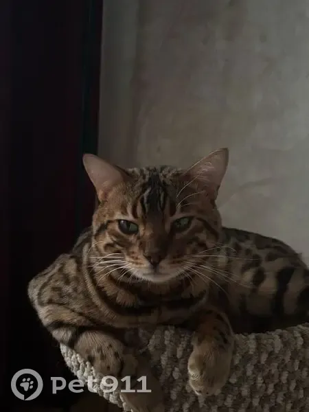 Пропала кошка, Бахтияровская ул., 33 - photo