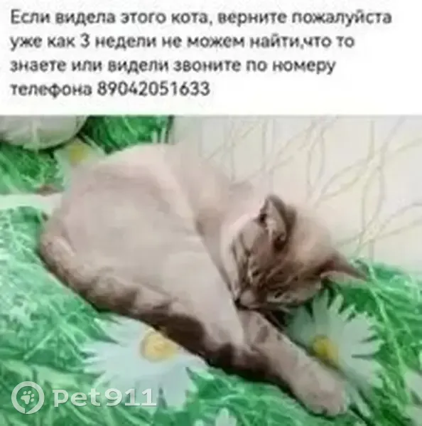 Пропала кошка, Сосновая ул. 42, Выльгорт - photo