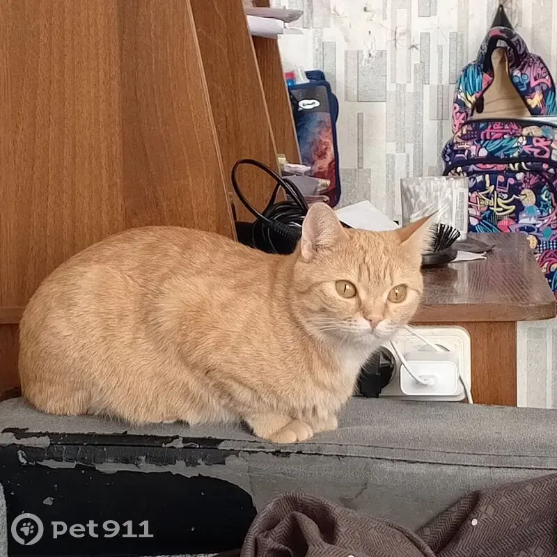 Пропала кошка, ул. Строителей, 1, Берёзовка - photo