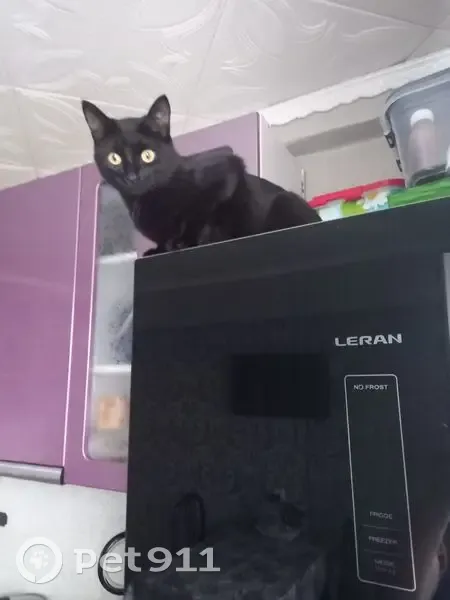 Пропала кошка, Промышленная 20/4, Енисейск - photo