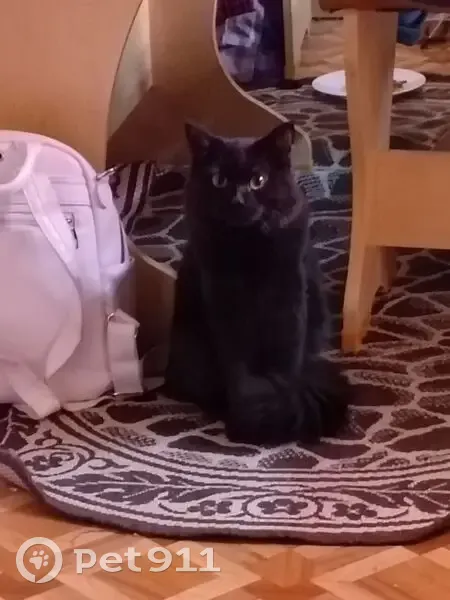 Пропал кот, Луговая ул. 15, Берёзовский - photo