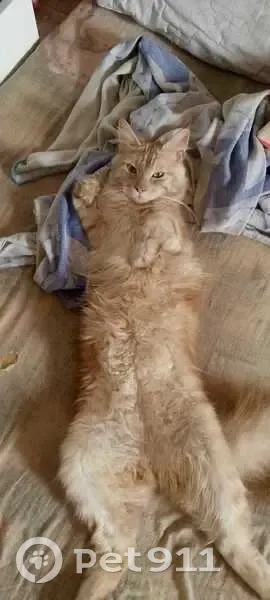 Пропала кошка на Жданова, 2, Пригородный - photo