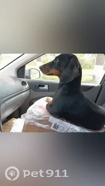 Такса найдена в Галаховском, Саратовская обл. - photo