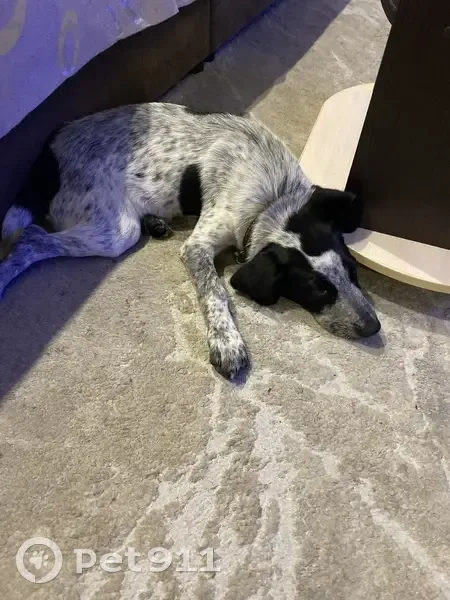 Найдена собака, ул. Куликова 28, Астрахань - photo