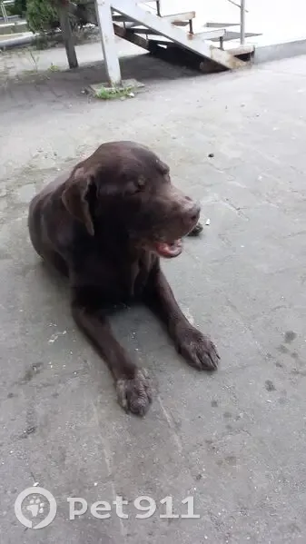 Найдена собака, Батальная 50, Калининград - photo