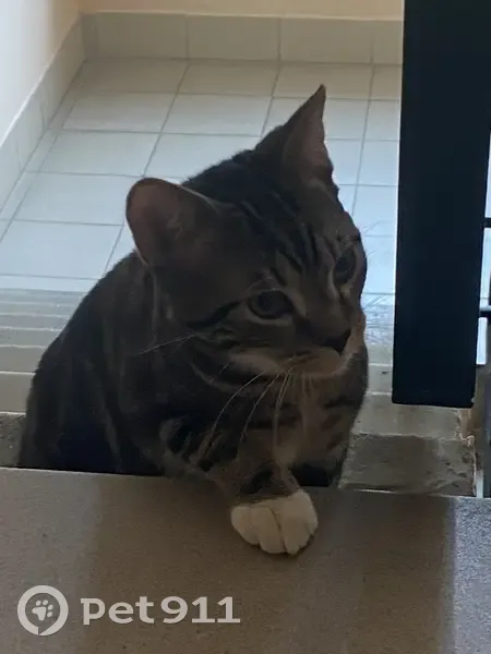 Кошка найдена: ул. 40 лет Победы, 9 - photo