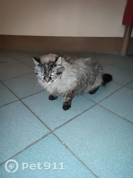 Кошка найдена на Димитрова, 43, СПб - photo