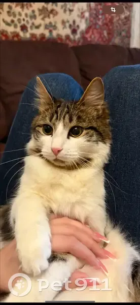 Пропала кошка, Комсомольский проспект 7 - photo