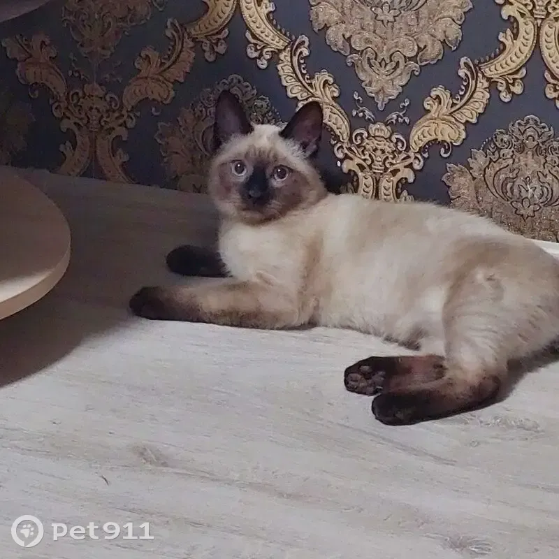 Пропал кот, Физкультурная, 37, Самара - photo