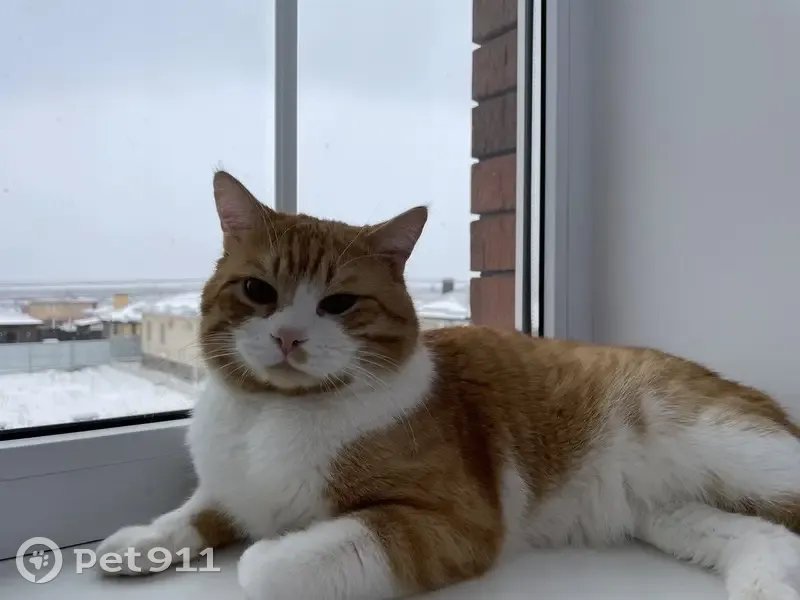 Пропала кошка, Северная ул. 68, Ленинакан - photo