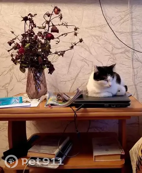 Пропала кошка, Речной пер., 3, Красноярск - photo