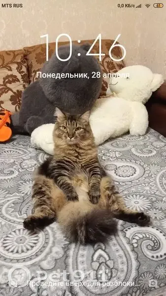 Пропал кот, ул. Чернышевского 78, Крск - photo