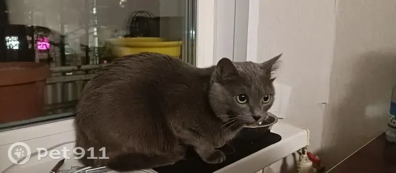 Найдена серая кошка, Королёва 11 - photo