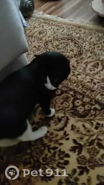 Найдена кошка, Оренбургская 84, звоните! - photo