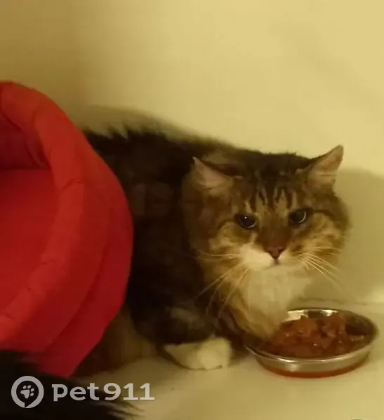 Пропала кошка, ул. Маринеско, 6, СПб - photo