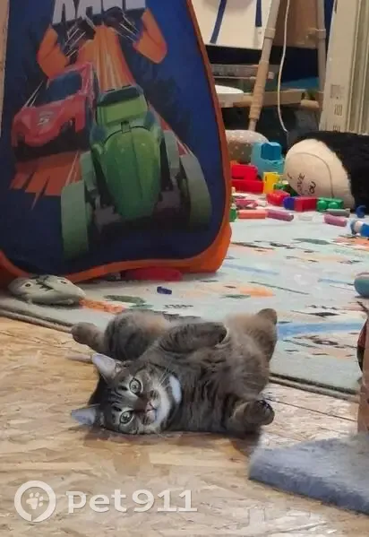 Пропала кошка, 2-я Линия, 6, Кандалакша - photo