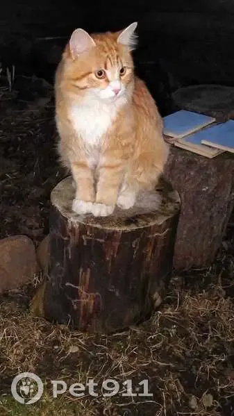 Пропала кошка, ул. Механизаторов 31 - photo