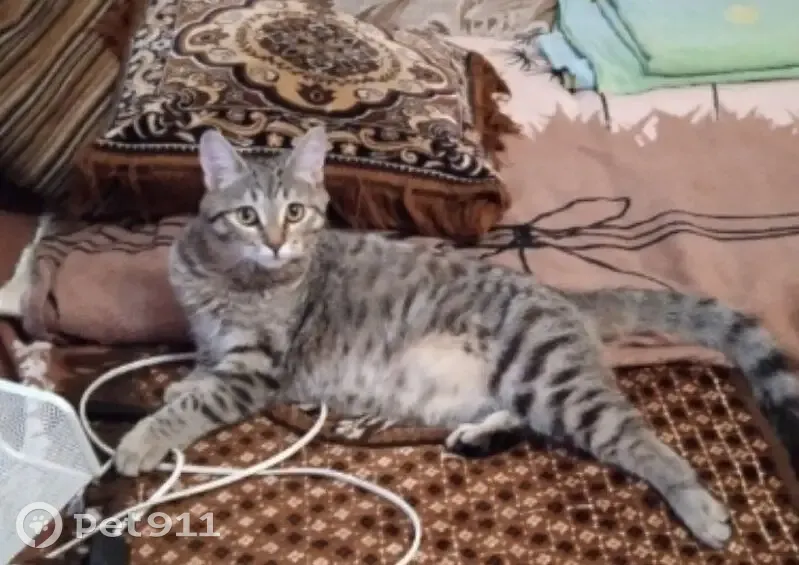 Пропала кошка, ул. Славского 4, Северск - photo