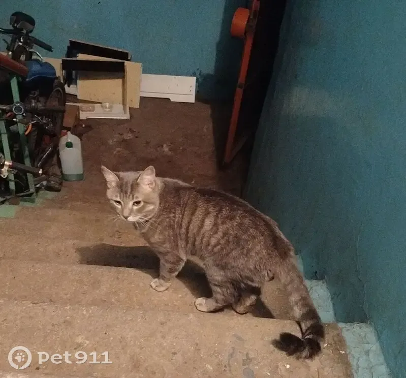 Кошка найдена: Шевченко, 6А, Мурманск - photo