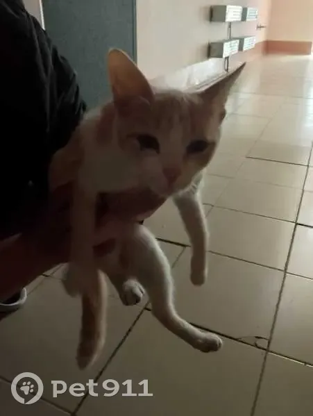 Кошка найдена на Ярмарочной улице, Чебоксары - photo