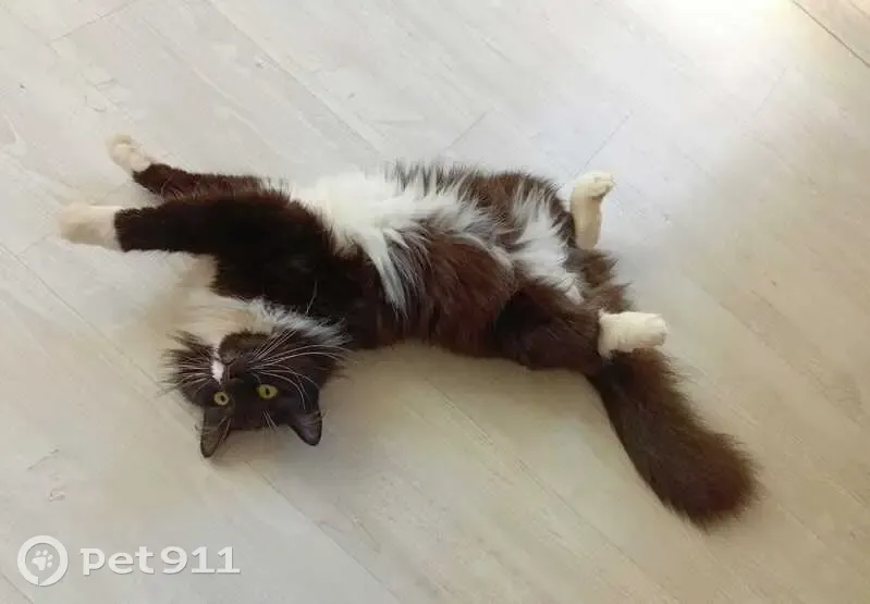 Пропала кошка, ул. Ленина 22, Кр. Холм - photo