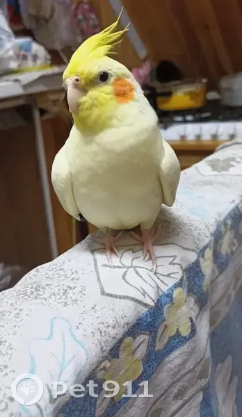 Пропала птица, Борское с/п, Ленобласть - photo