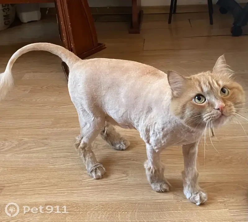 Пропала кошка, Зеленогорск, Красноярск - photo