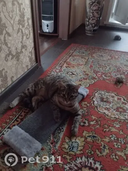 Пропала кошка, Пермь, Егошихинская тр. - photo