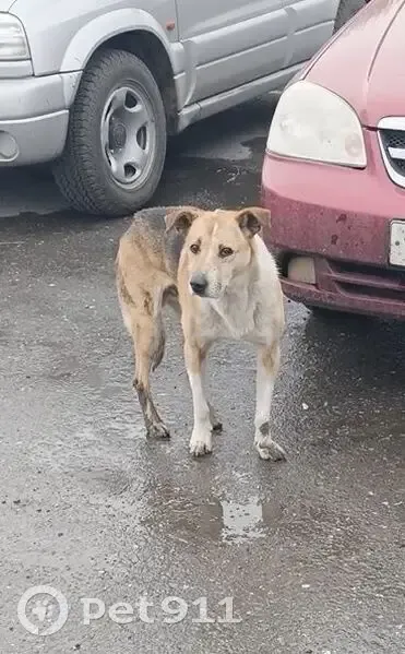 Собака найдена у ТЦ 