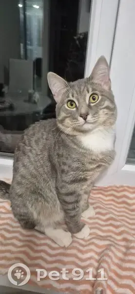 Пропал кот Дымок, Уфа, пр. Октября, 142/3 - photo