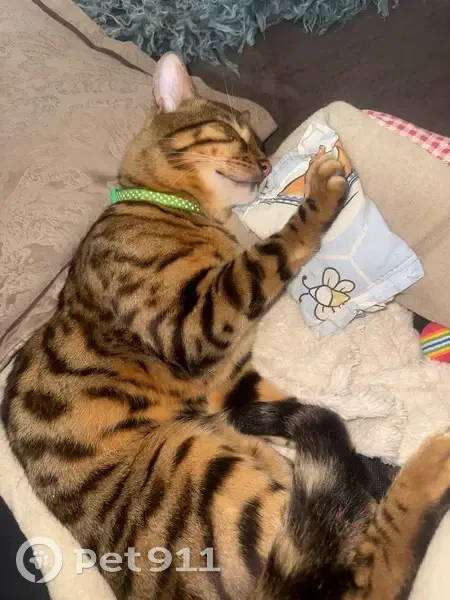 Пропал кот Ричи, Мирная ул., 33, Ягул - photo