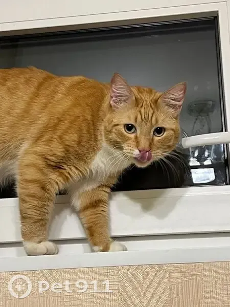 Пропала кошка на Комендантском пр., СПб - photo