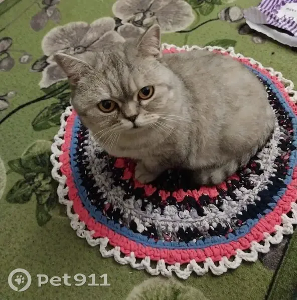 Пропала кошка, ул. Братьев Кашириных, 38 - photo