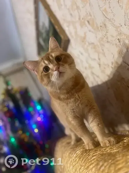 Пропала кошка, переулок Здоровья, 54А - photo