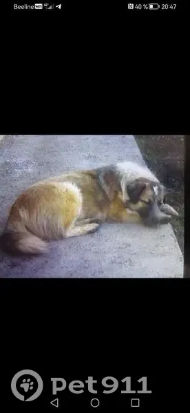 Пропала собака, Селекционная ул., Ставрополь - photo