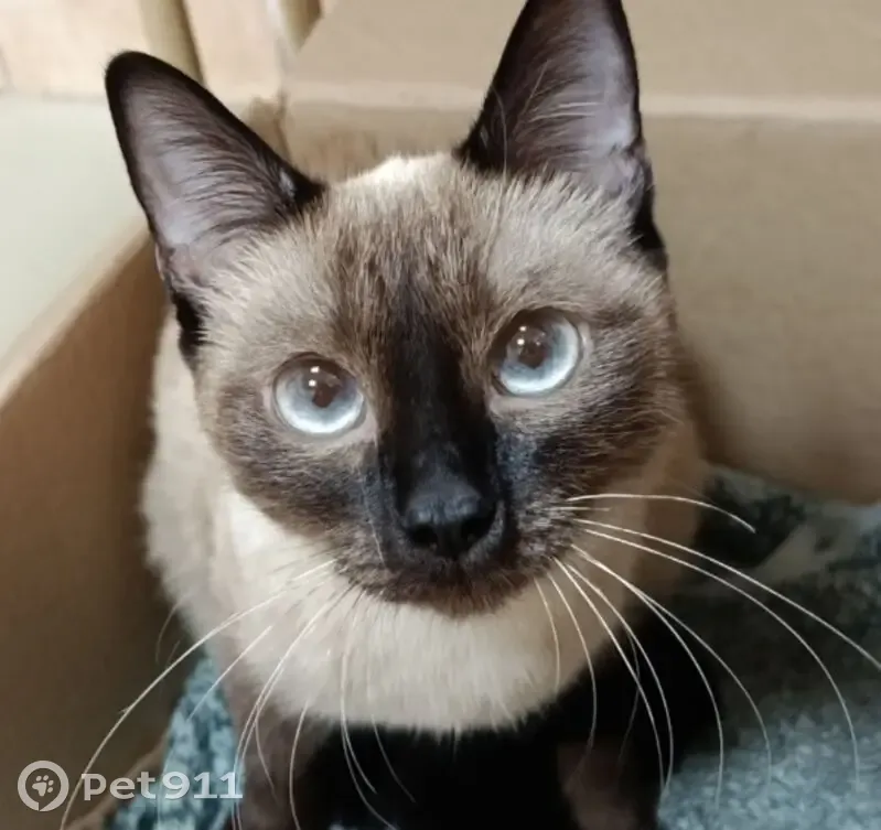 Кошка найдена, Северск, Первомайская 14 - photo