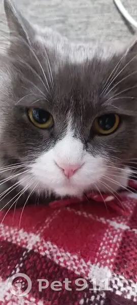 Пропала кошка, ул. Чехова 11, Мегион - photo