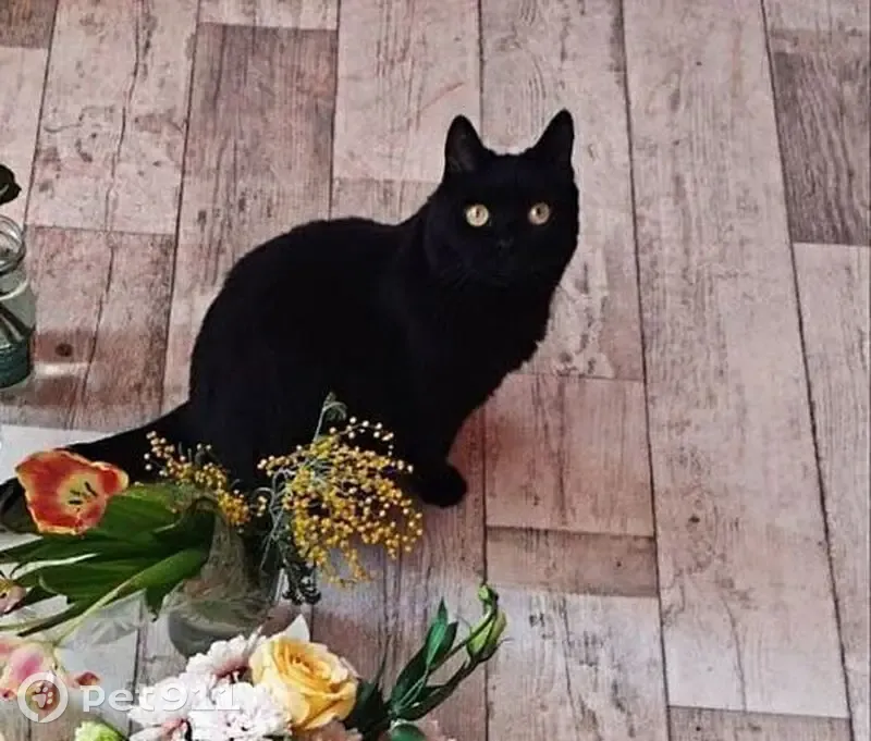 Пропала кошка, Новолуговской с/с, НСО - photo