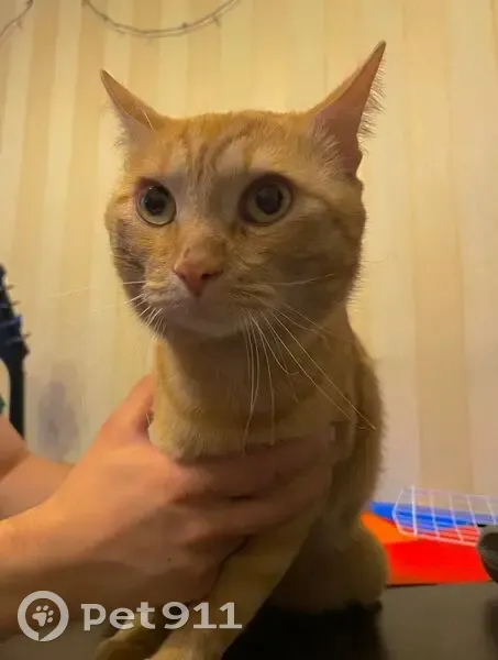 Кошка найдена на Горького, 22, Тверь - photo