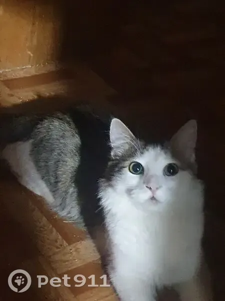 Пропала кошка, Московский проспект, 5/2 - photo