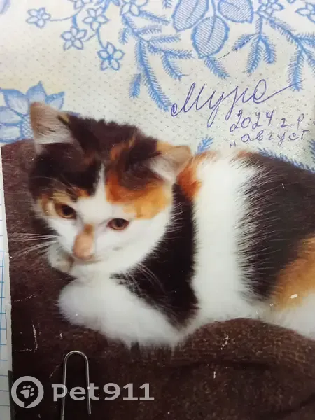 Пропала трёхцветная кошка, ул. Мира, 175 - photo