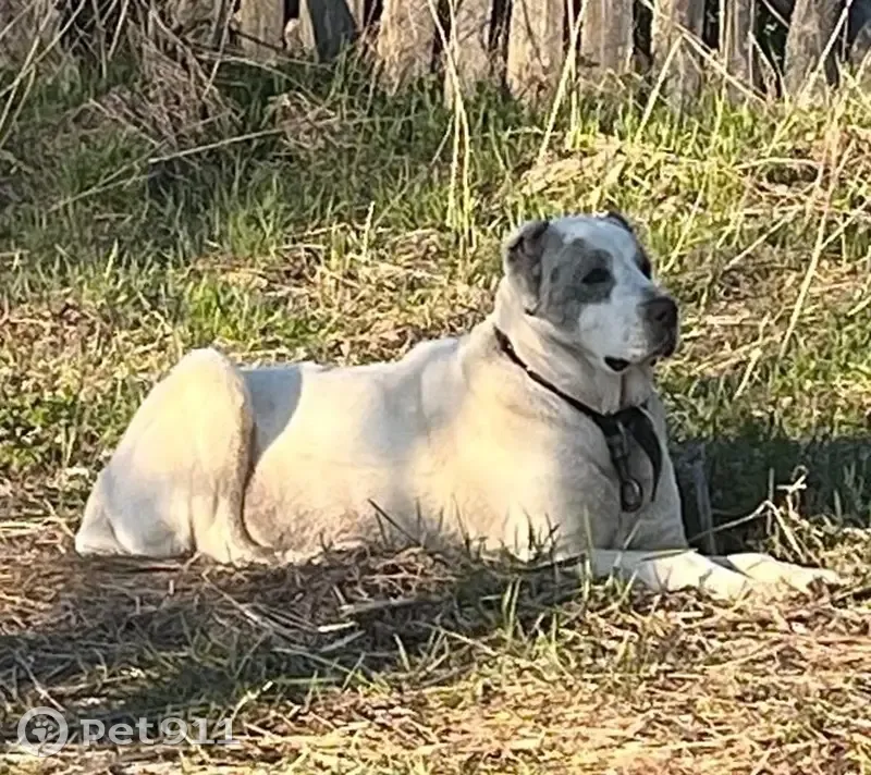 Алабай найден в Горицах, Советская ул. - photo