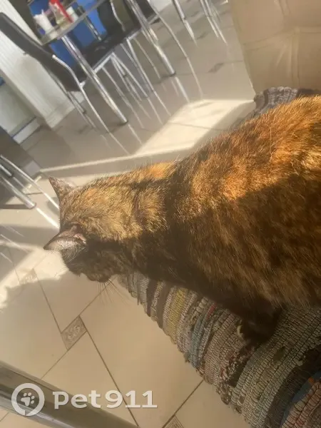 Пропала кошка, Главная ул., Надеждинский - photo