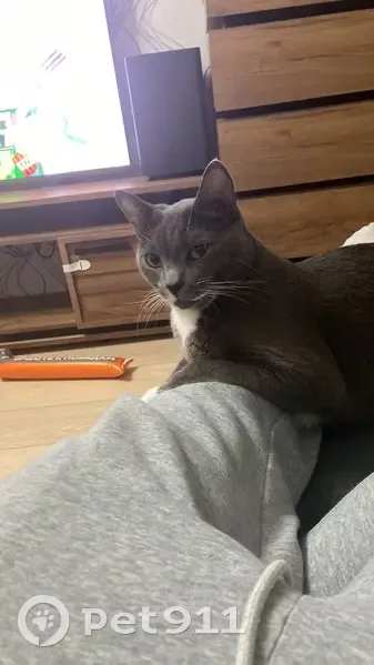 Пропала кошка, Моторная ул., 6, Омск - photo