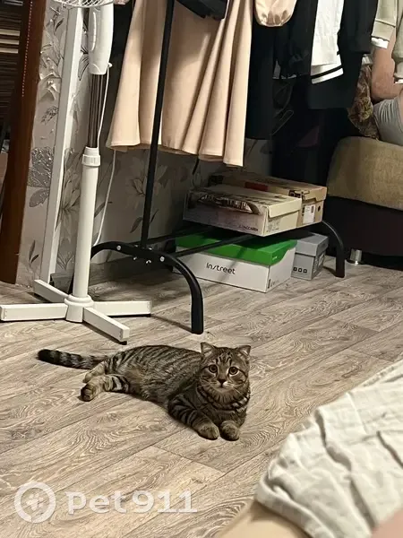 Пропала кошка, 27-я Северная, 1А, Омск - photo