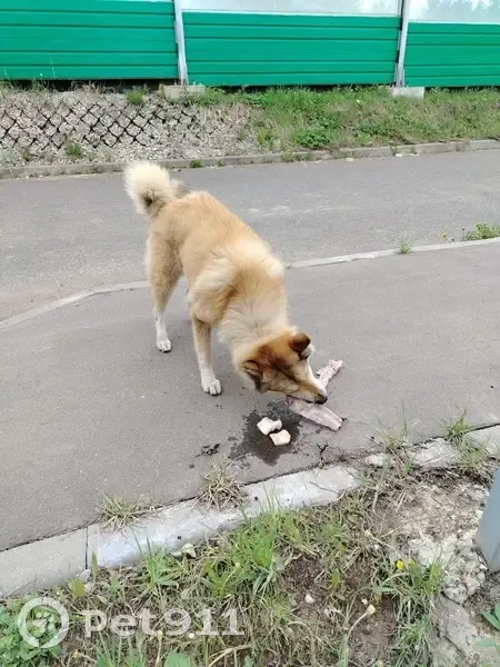Лайка найдена: 29Н-192, Село Шанский Завод - photo