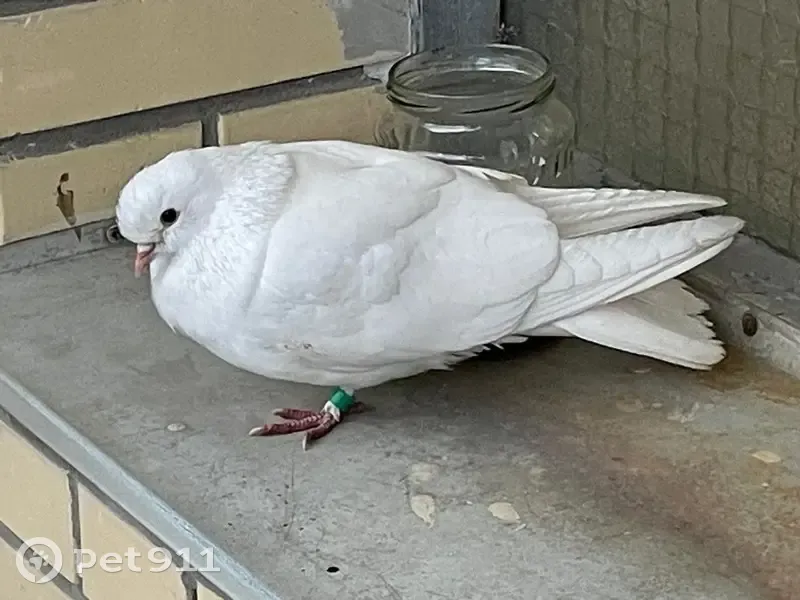 Птица найдена: Малая Десятинная 11 - photo