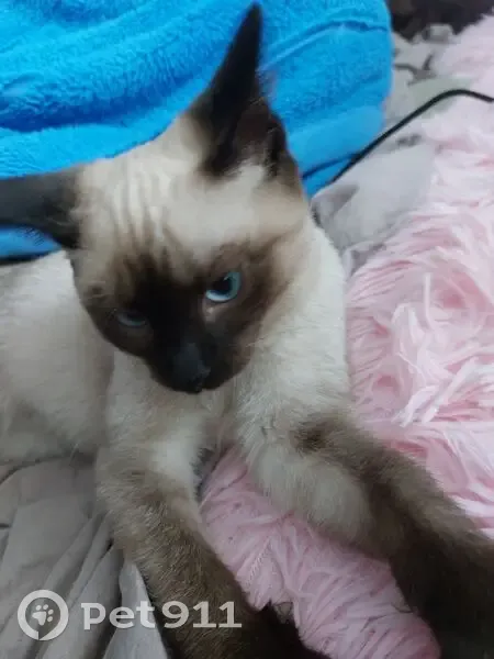 Пропала кошка, Пролетарская 40, Власиха - photo