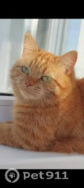 Пропала рыжая кошка, ул. Аблукова, Ульяновск - photo